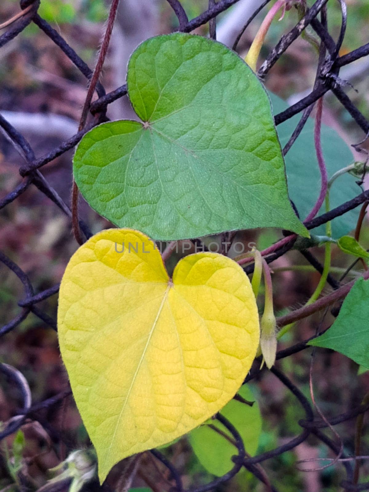 Leaves in the form of a heart on a metal grid close-up by Endusik