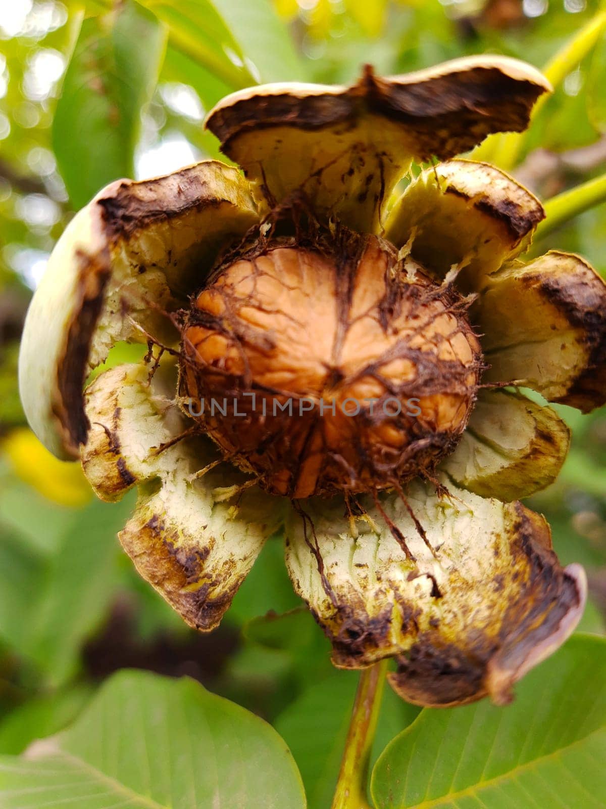 Walnut in an opened green shell on a tree close-up.