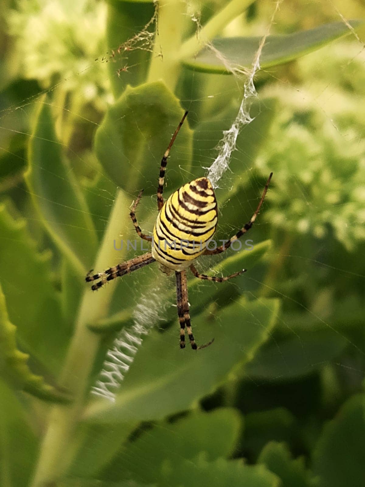 Wasp spider in the web against the background of green leaves close-up.