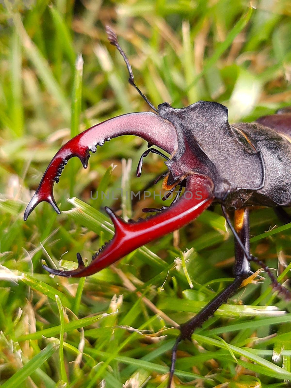 Stag beetle (lat. Lucanus cervus) is a large beetle of the genus Lucanus in the family of stag beetles against the background of green grass close-up.