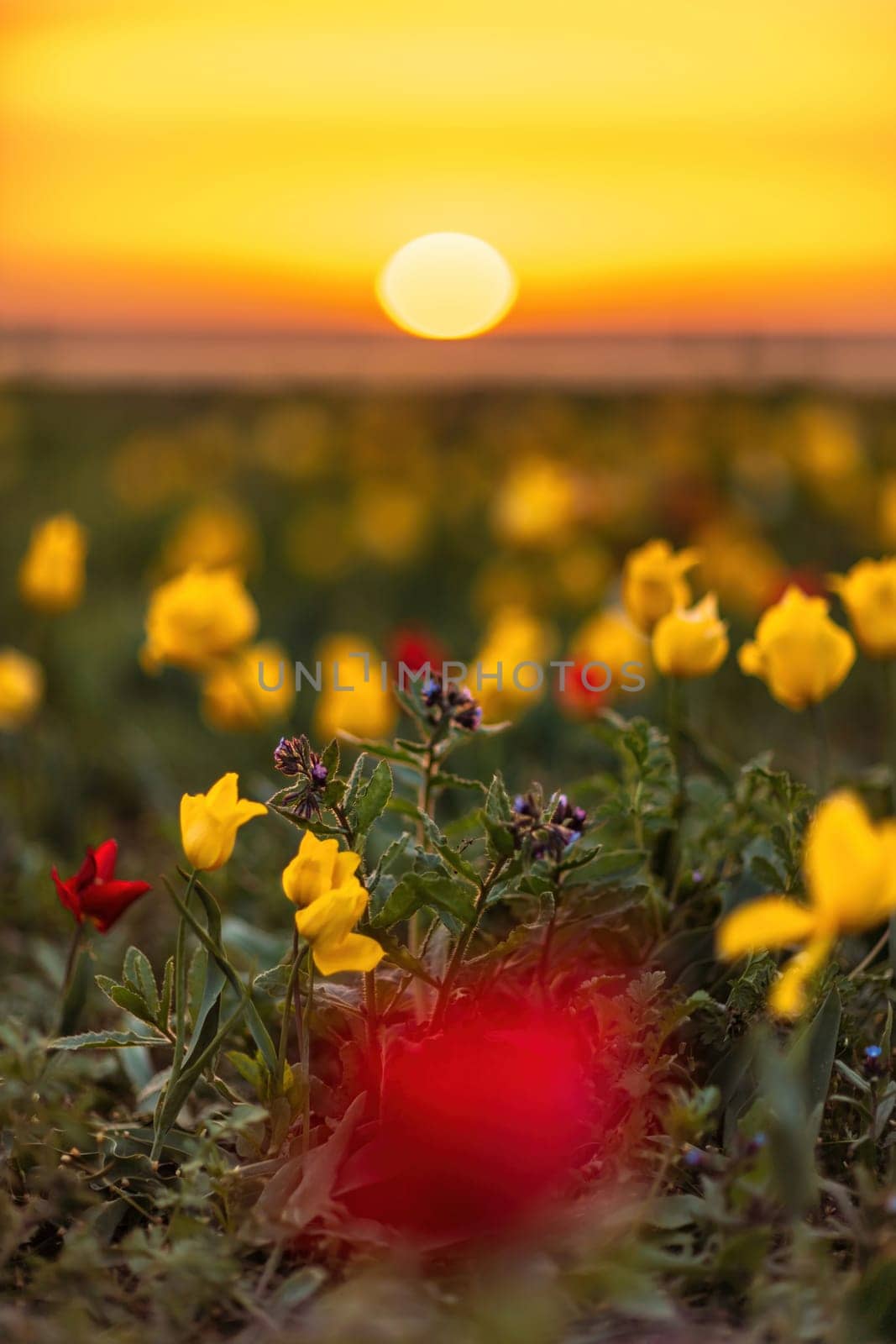 Wild tulip flowers at sunset, natural seasonal background. Multi-colored tulips Tulipa schrenkii in their natural habitat, listed in the Red Book