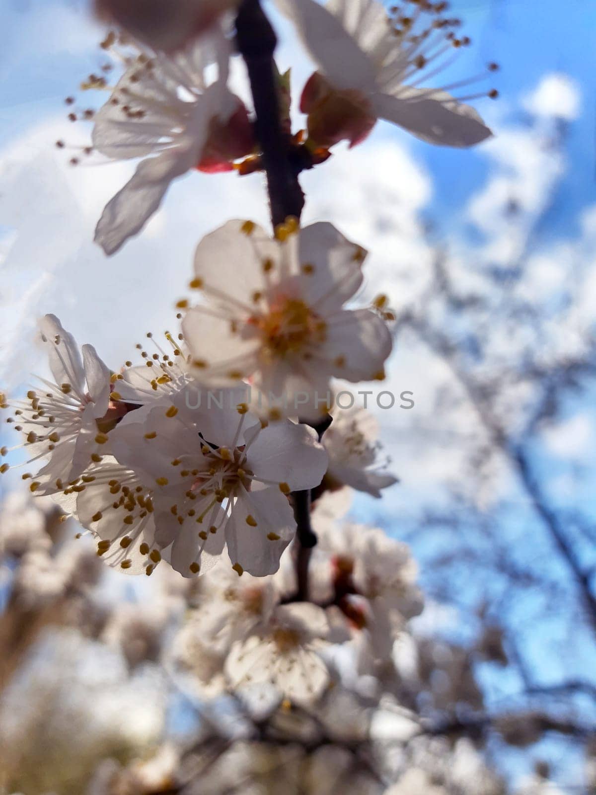 A branch of apricot with blooming flowers in spring against the blue sky close-up. Apricot blossom.