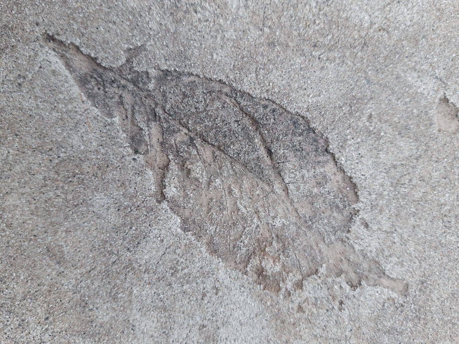 The imprint of a fallen autumn leaf on gray dry concrete close-up.