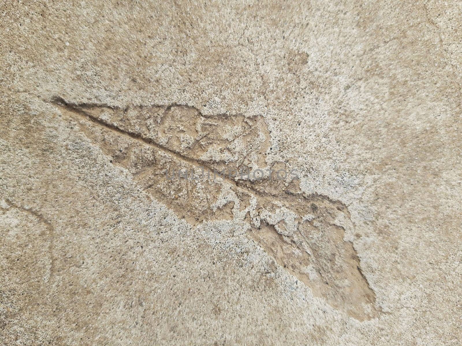 The imprint of a fallen autumn leaf on gray dry concrete close-up.