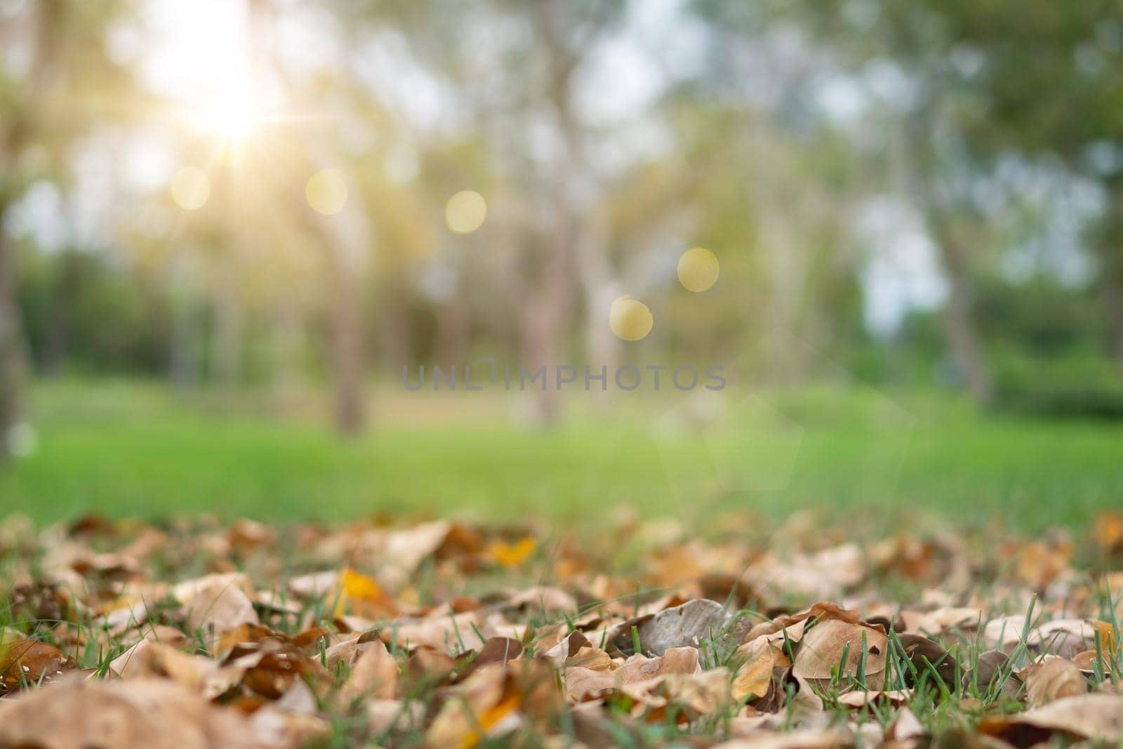 Blur nature bokeh green park by beach and tropical coconut trees. by Suwant