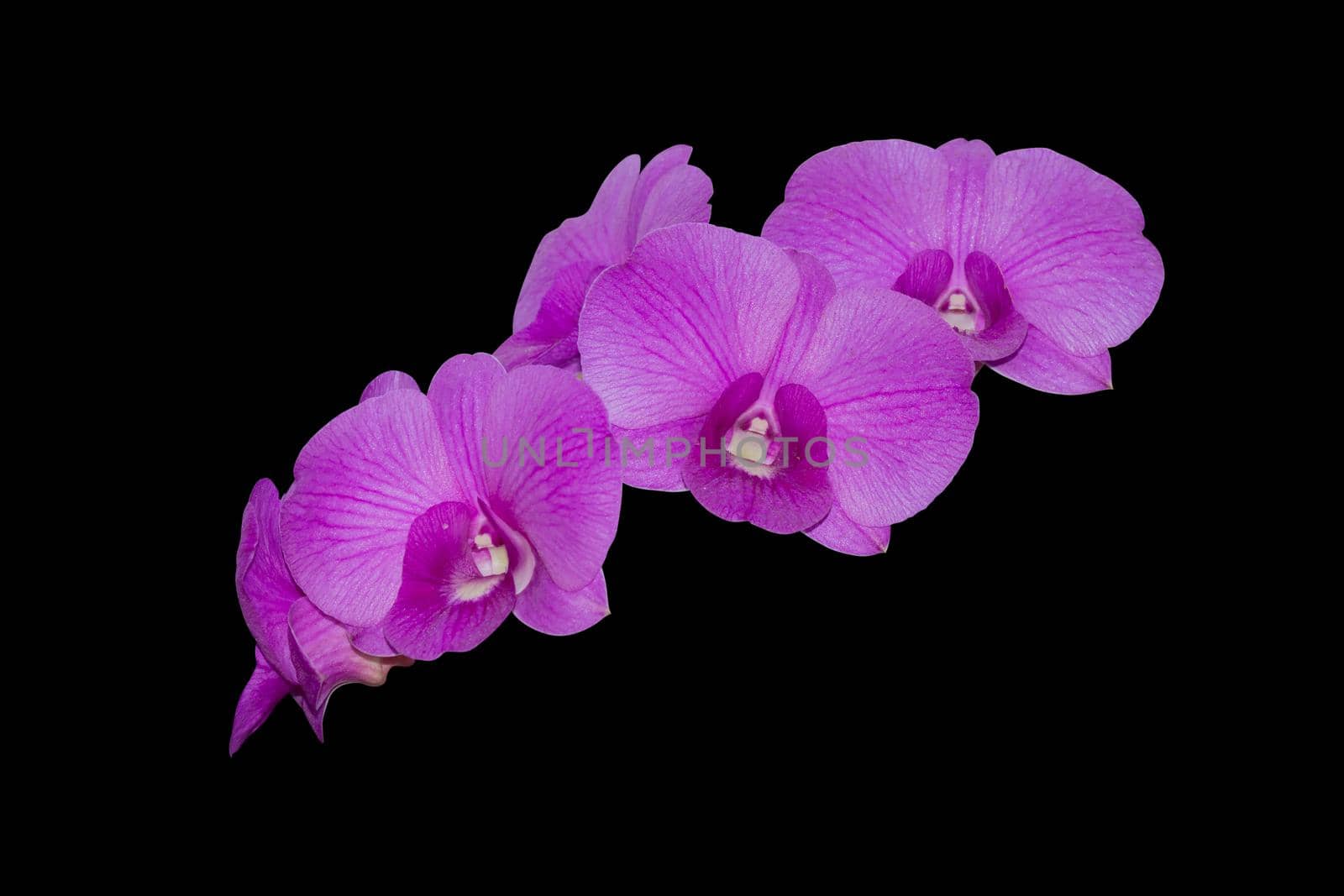 Orchid flower isolated on black background, Clipping path
