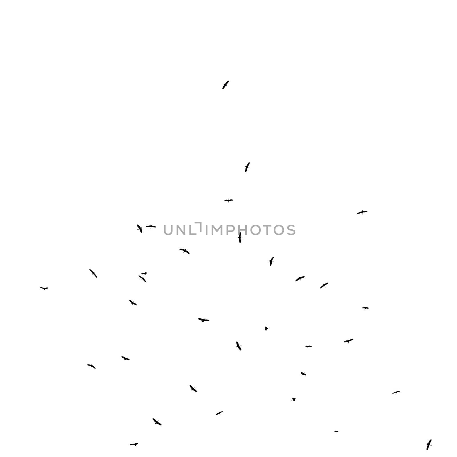 bird silhouette flying on white background