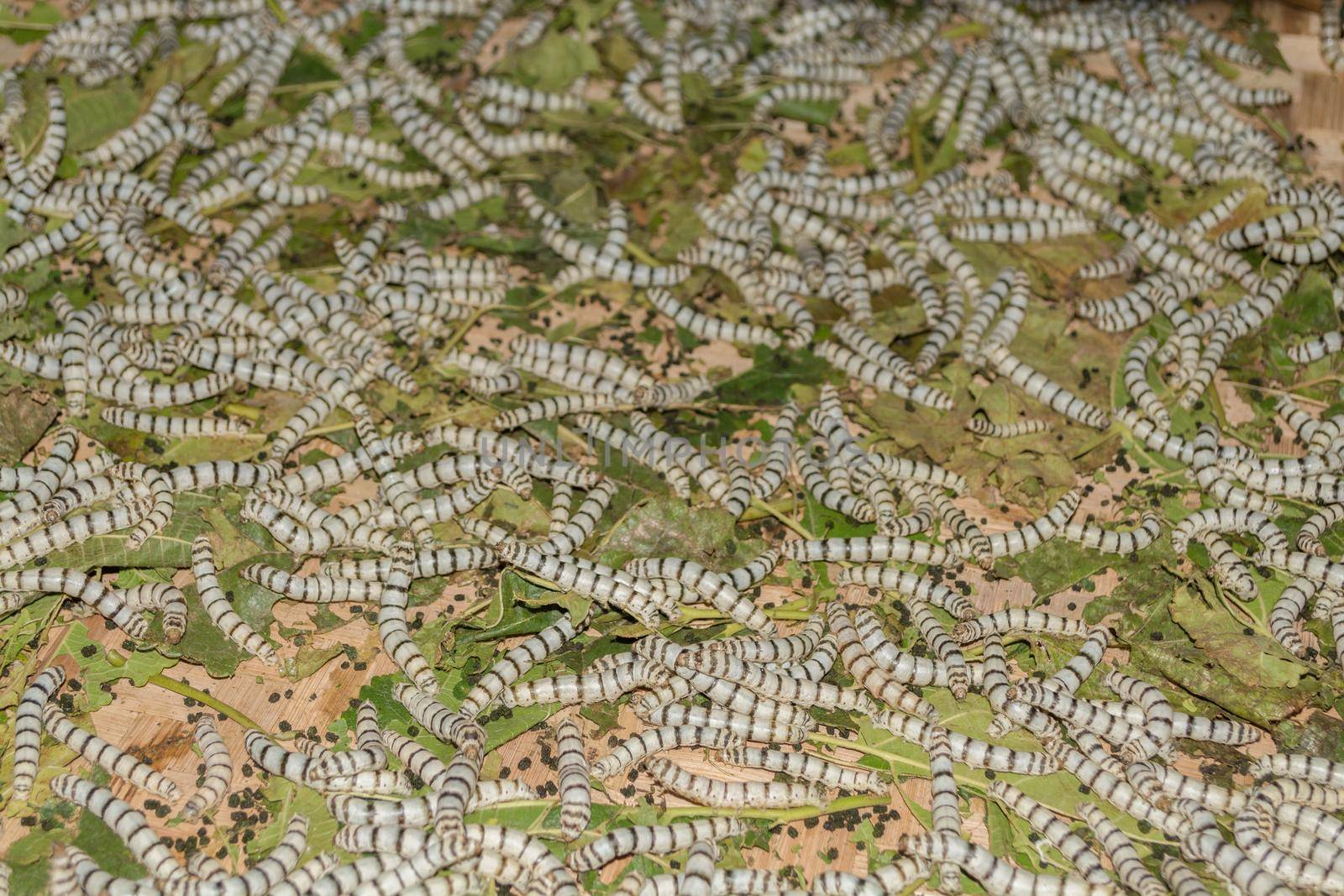 Silkworm eating mulberry green leaf