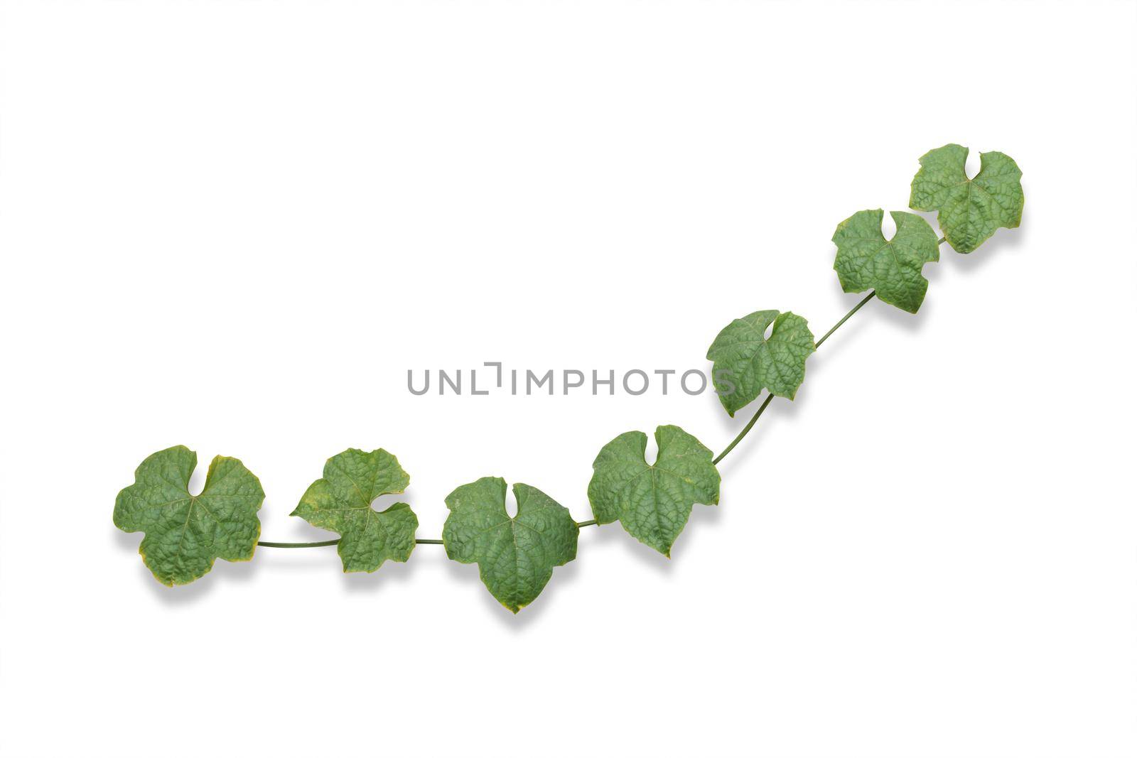 vine plants isolated on white background. clipping path