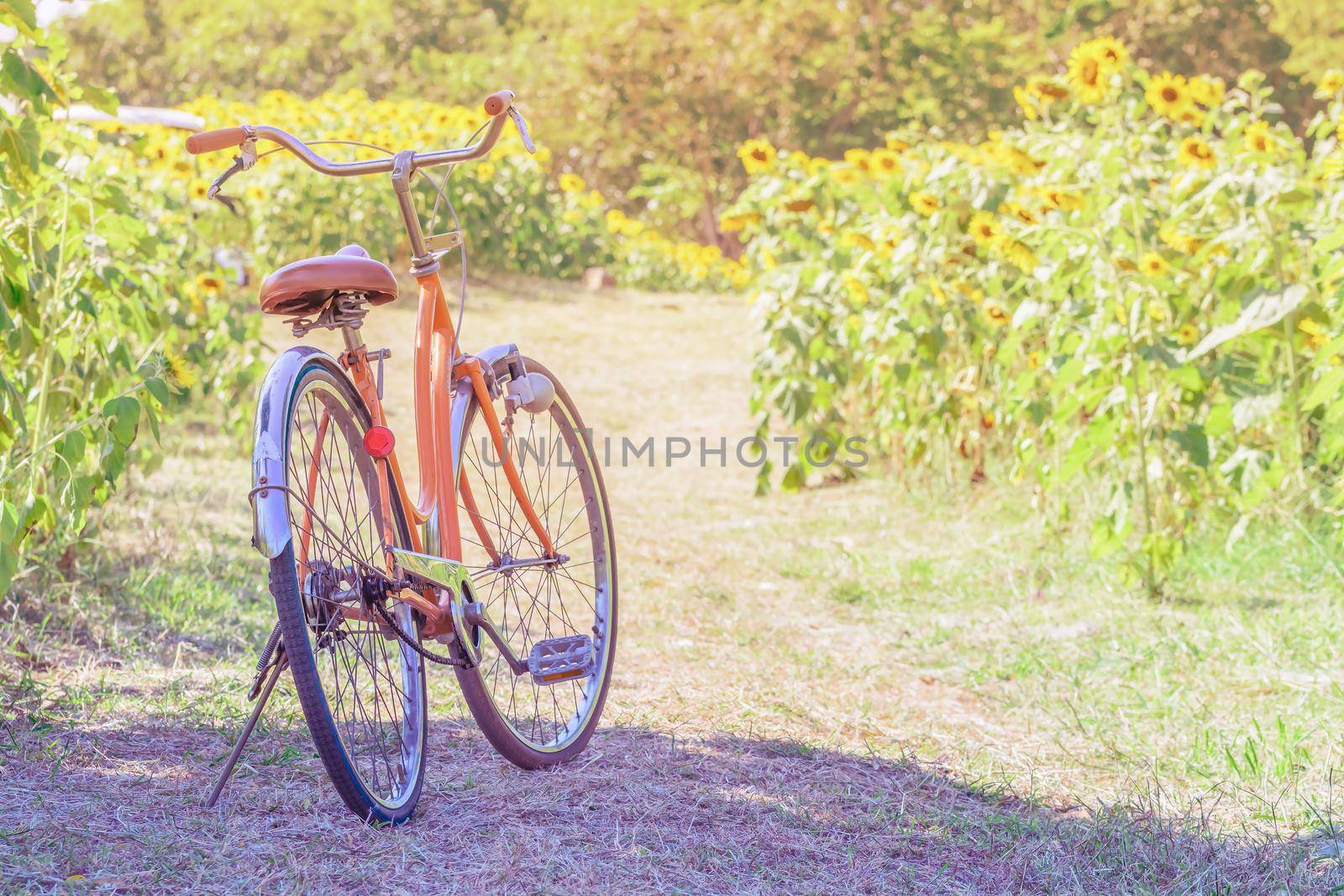 Bicycle in landscape