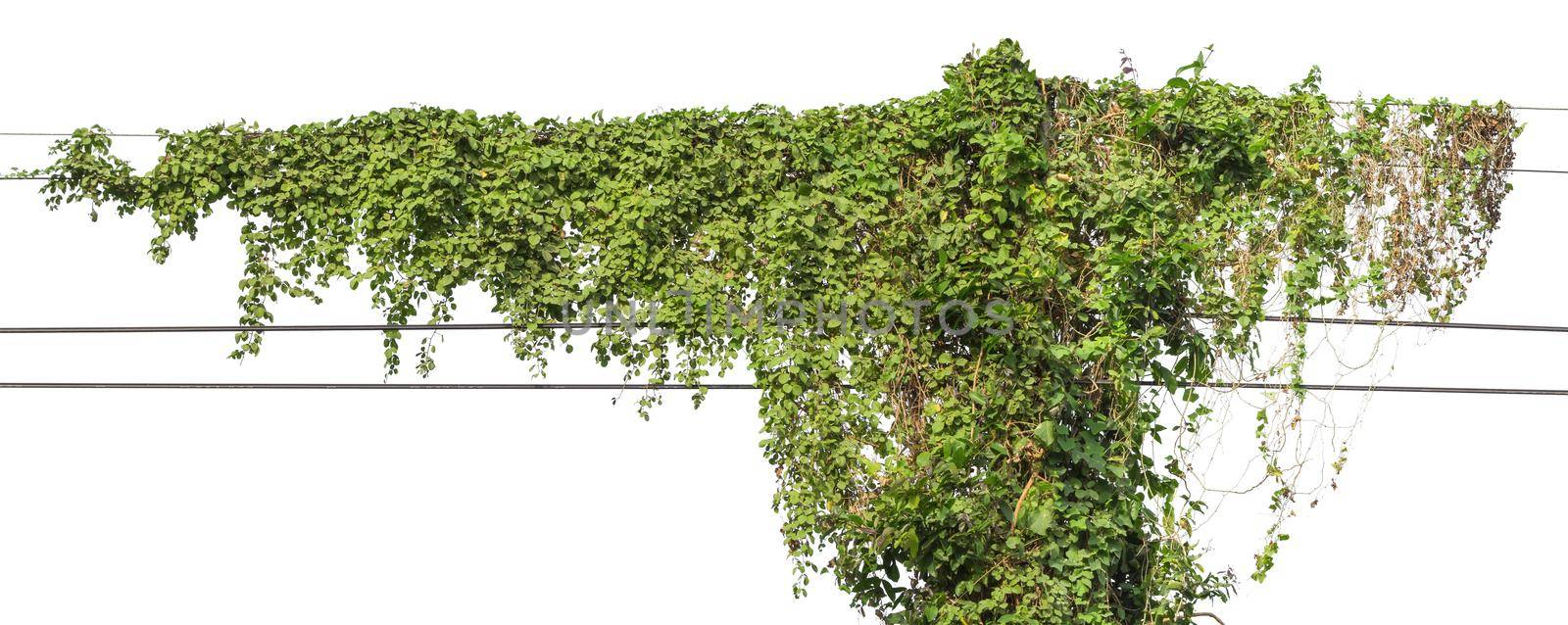 Plants ivy. Vines on poles on white background