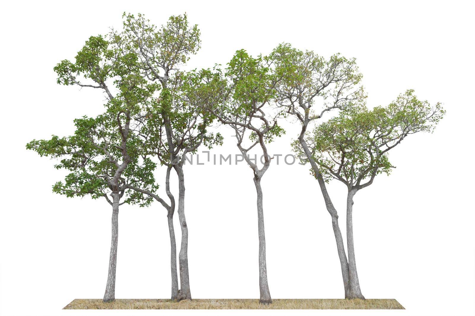 Tree Isolated on white background, Object element for design. Clipping path