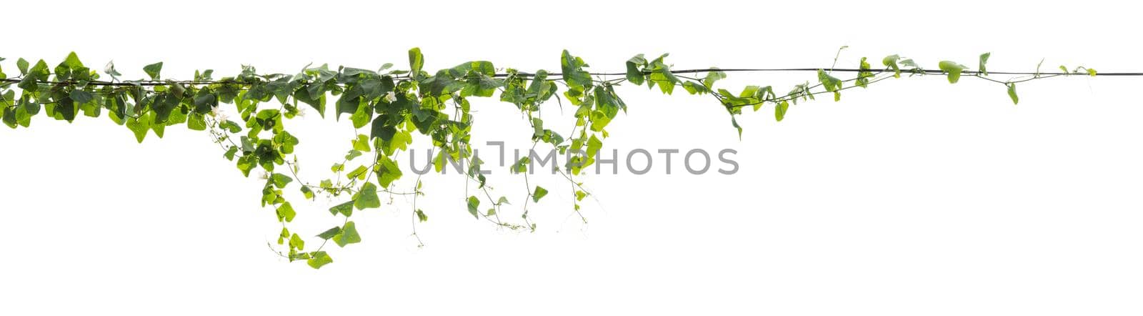 Plants ivy. Vines on poles on white background, Clipping path