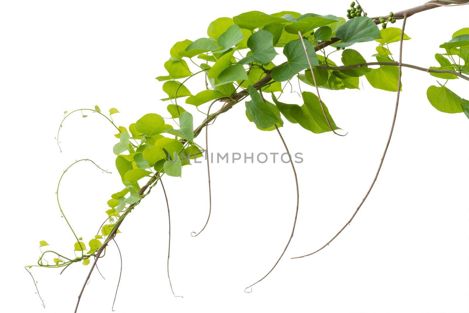 vine plants isolated on white background. clipping path