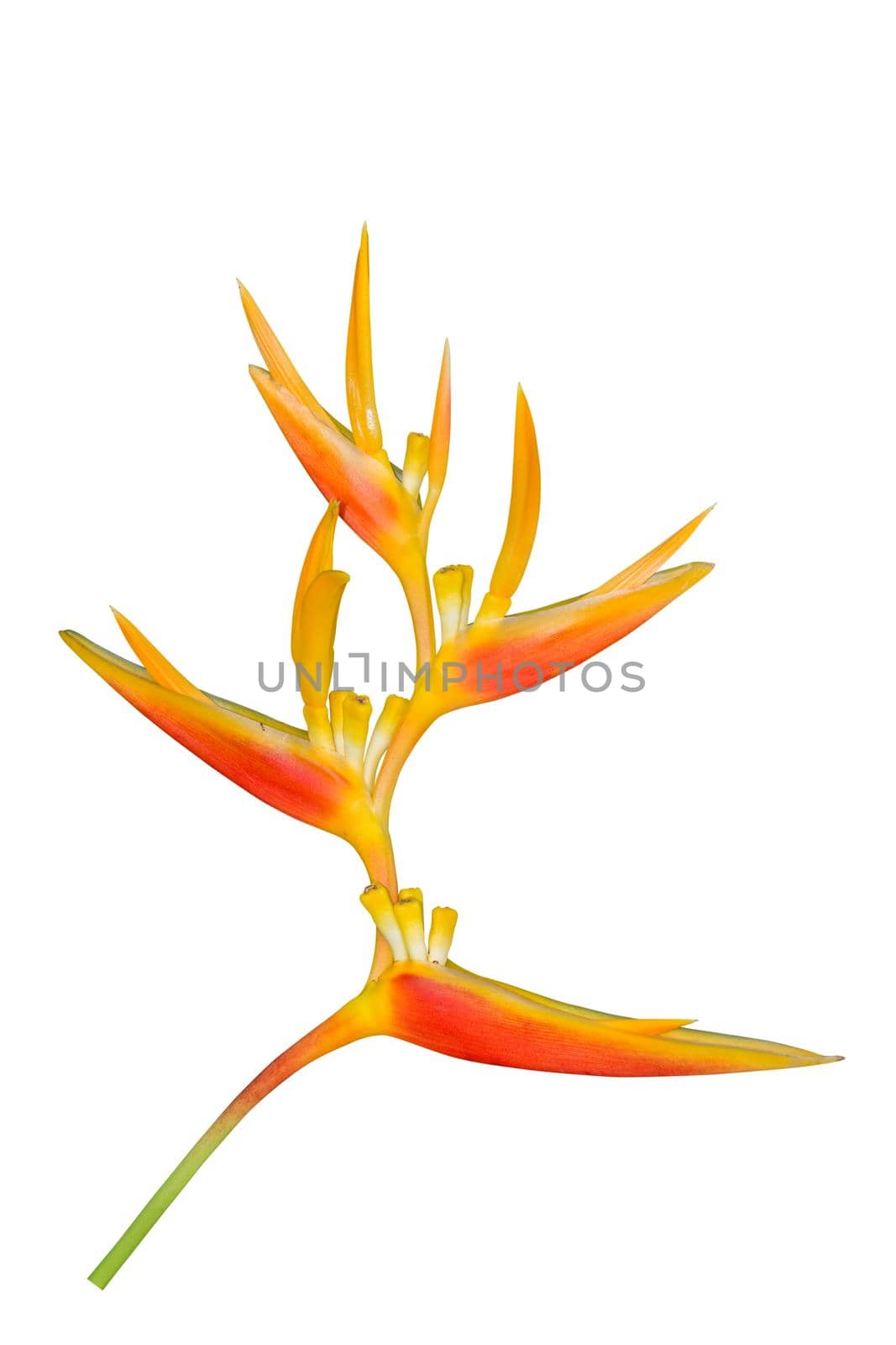 Bird of Paradise Flower isolated on white background, clipping path