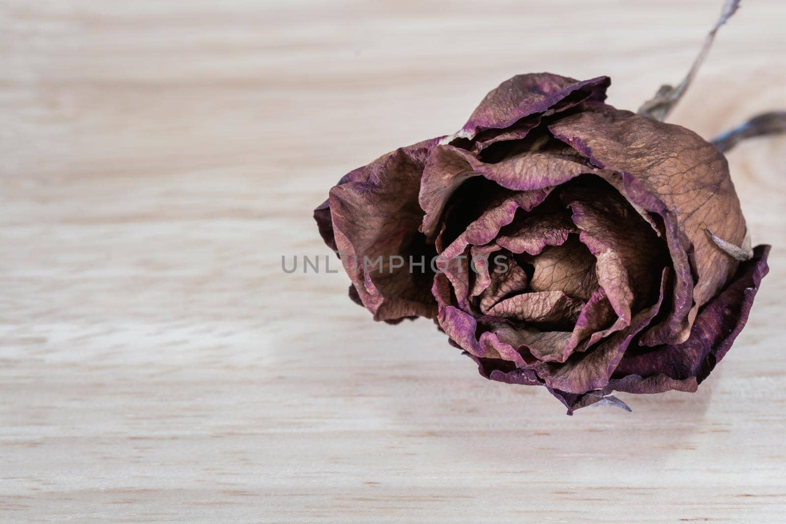 Dry roses on wooden
