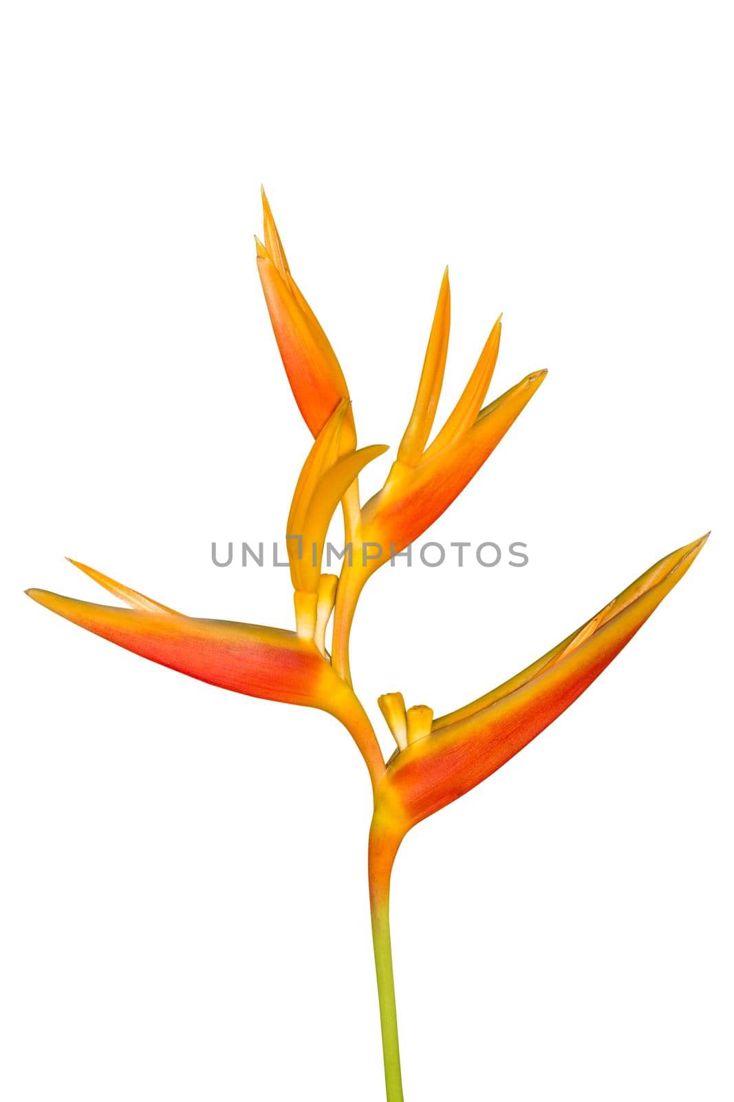 Bird of Paradise Flower isolated on white background, clipping path