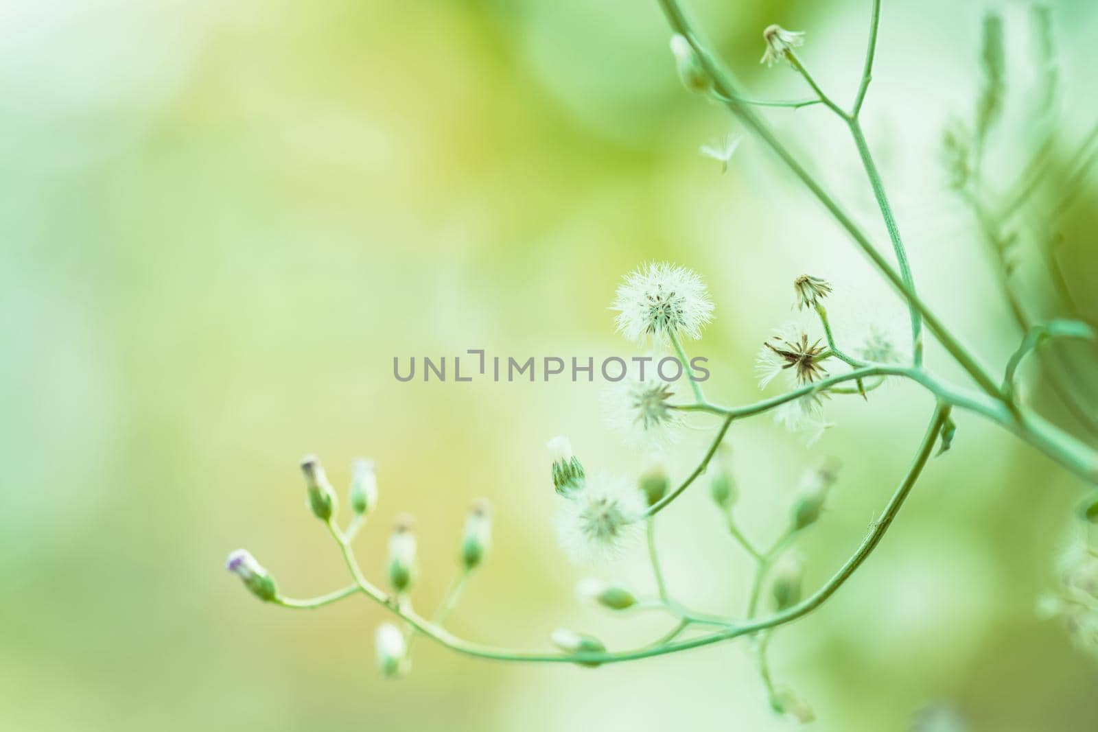 Meadow flowers, beautiful fresh morning in soft warm light. Vintage autumn landscape blurry natural background.