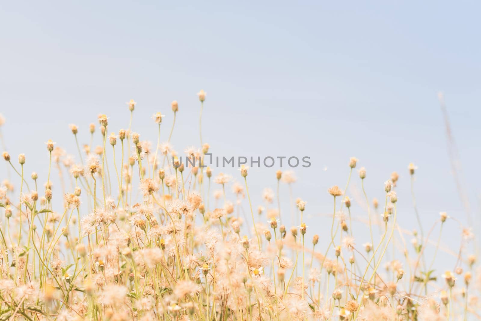 meadow flowers in soft warm light. Vintage autumn landscape blurry natural background.