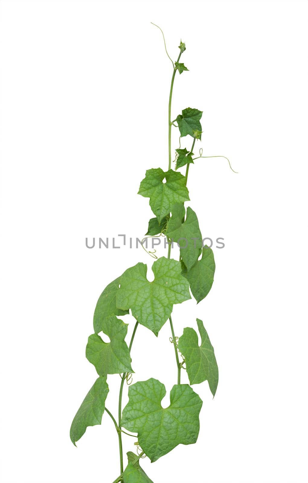 vine plants isolated on white background. clipping path