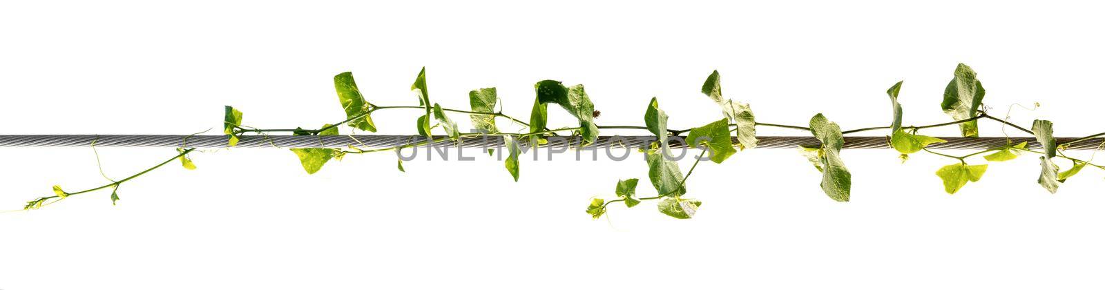 vine plants isolate on white background