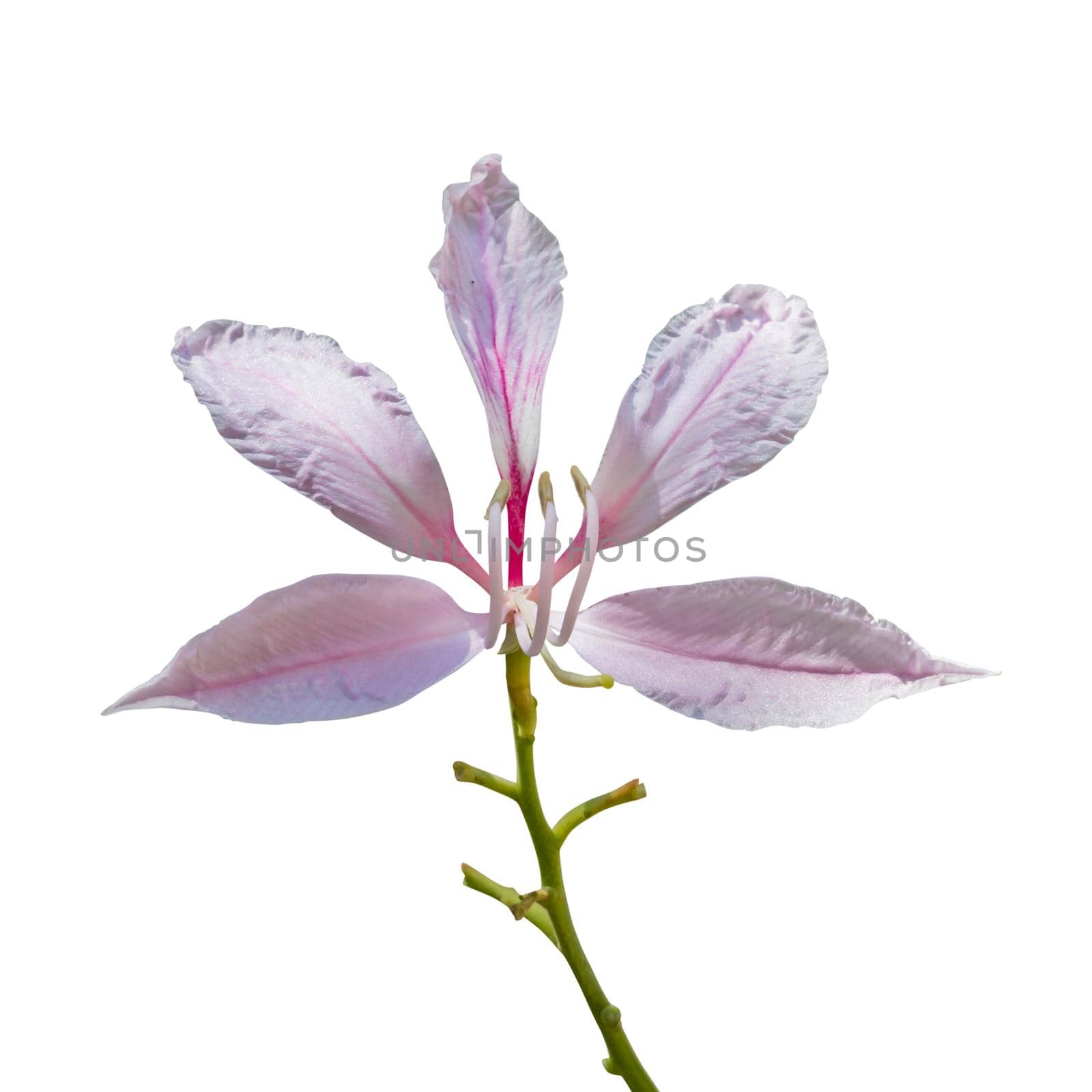 pink flowers isolated on white background. Clipping path