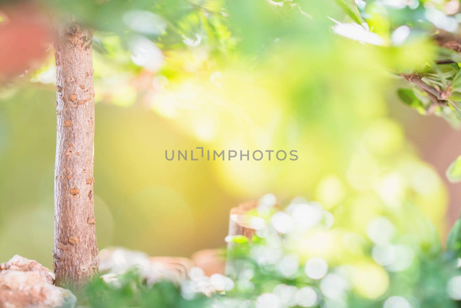 Tree nature green leaves in sunlight backgrounds.