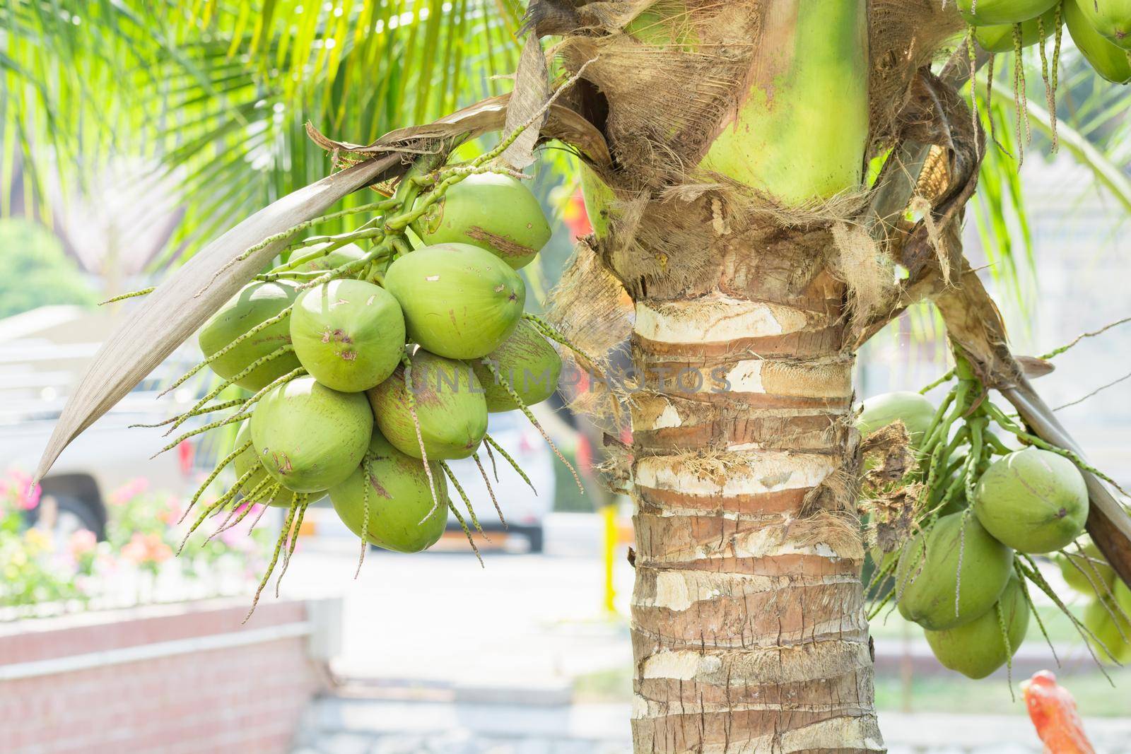 Bunch coconut on coconut tree