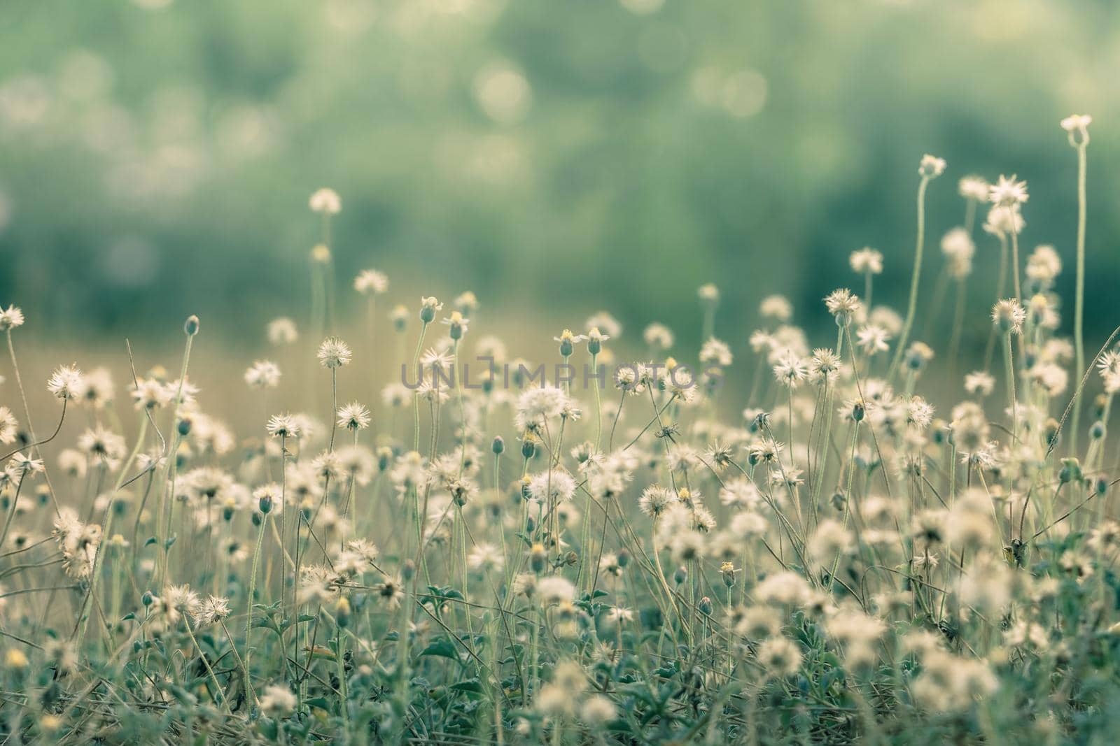 Meadow flowers, beautiful fresh morning in soft warm light. Vintage autumn landscape blurry natural background.