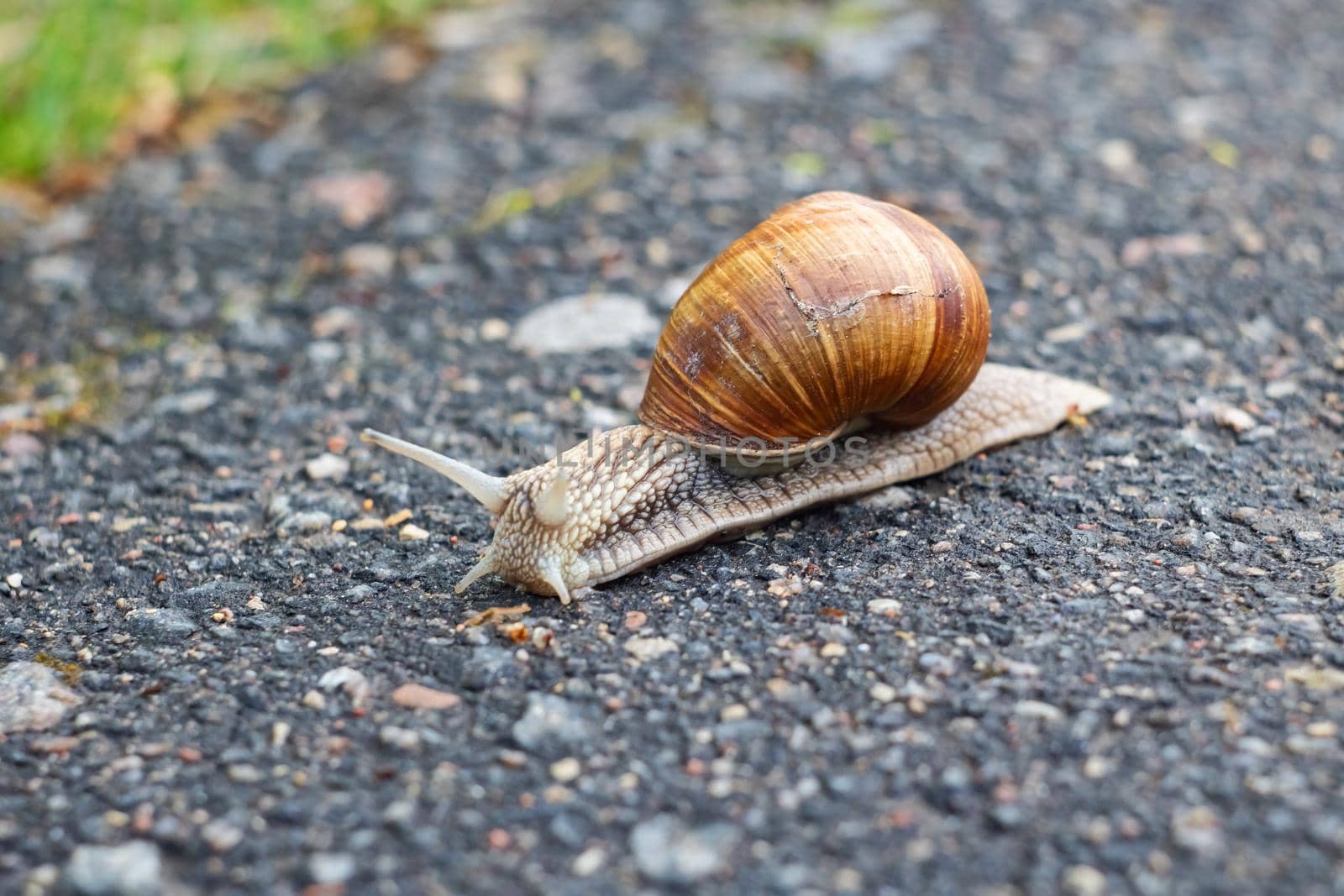 Big snail crawling on the asphalt close up, macro photo
