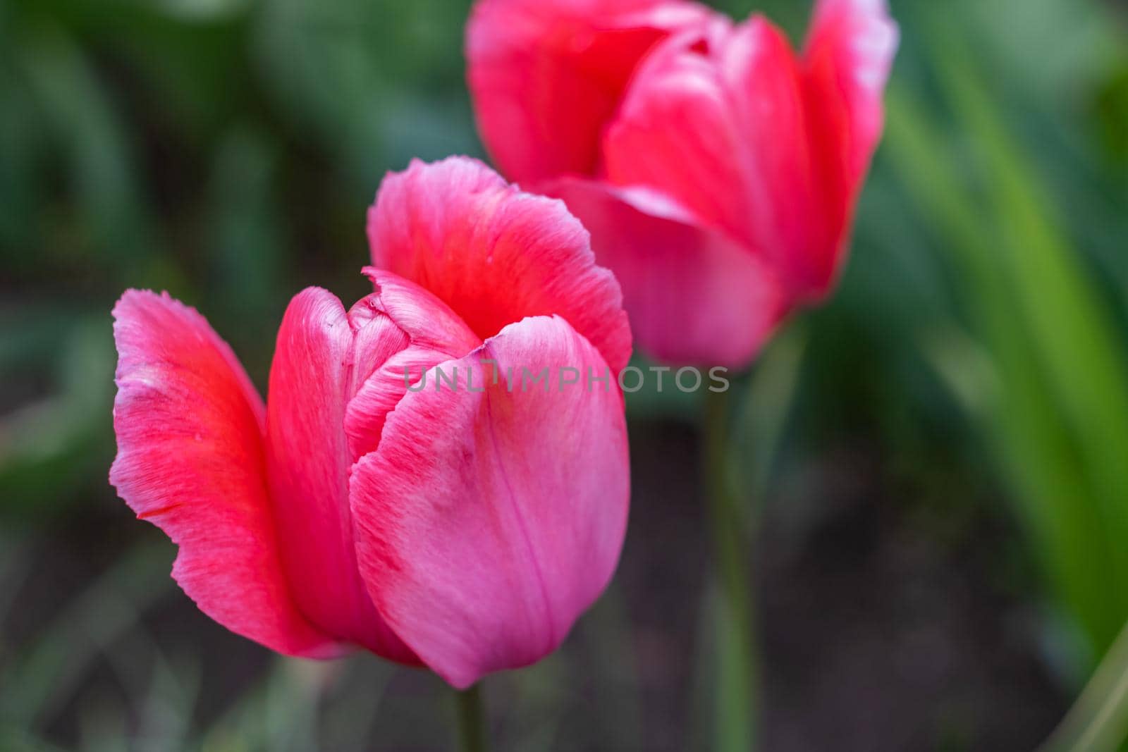 Pink tulips against the backdrop of greenery by Vera1703