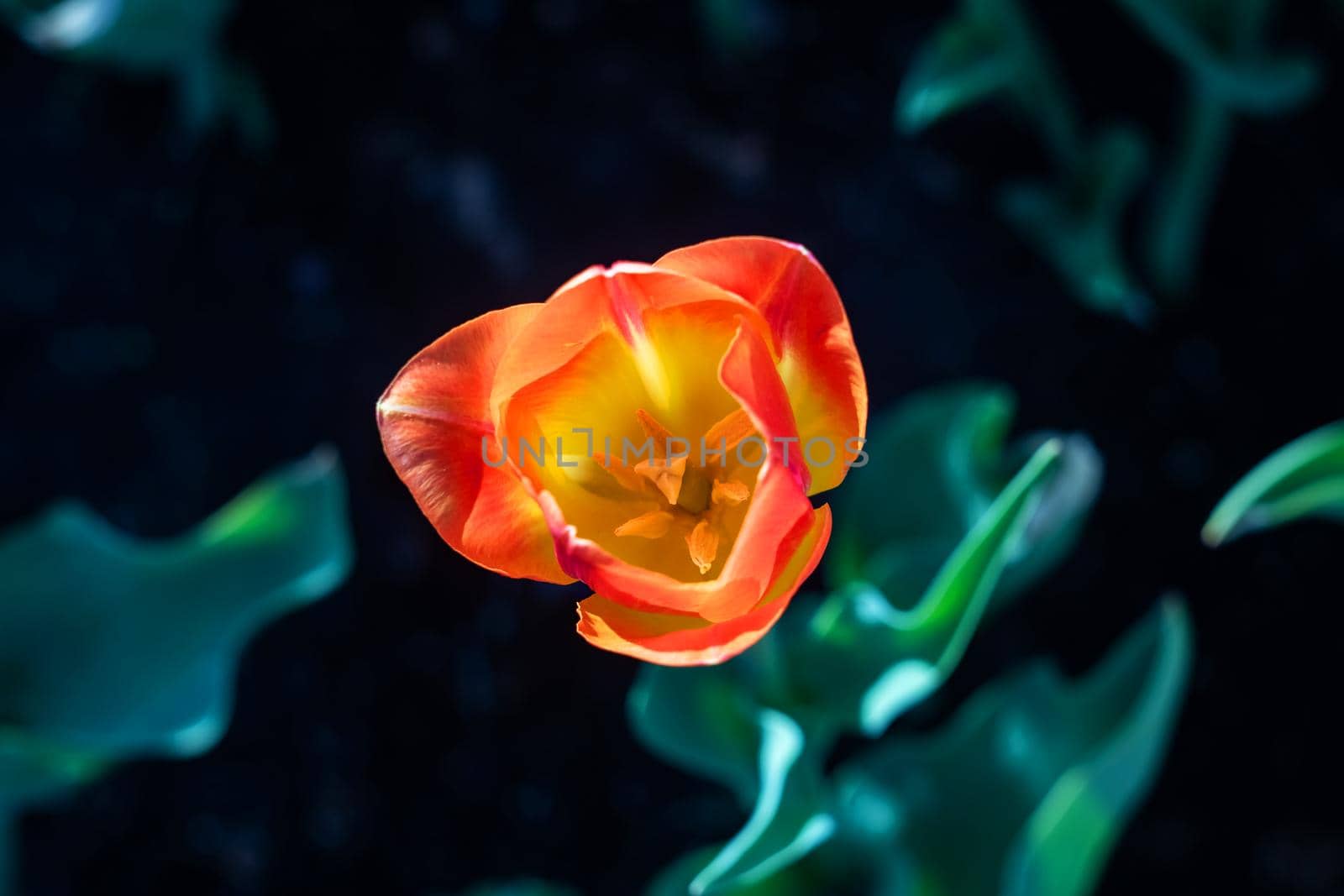 Yellow tulip close up against the backdrop of greenery, top view