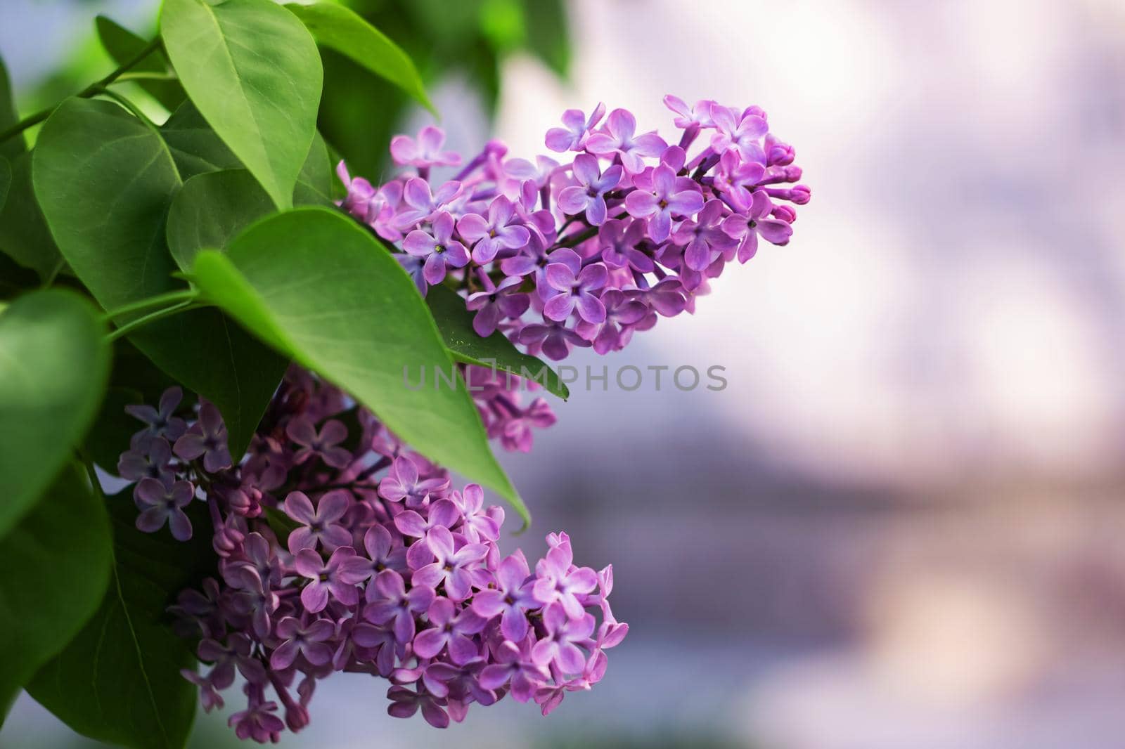 A branch of lilacs with flowers close up, copy space