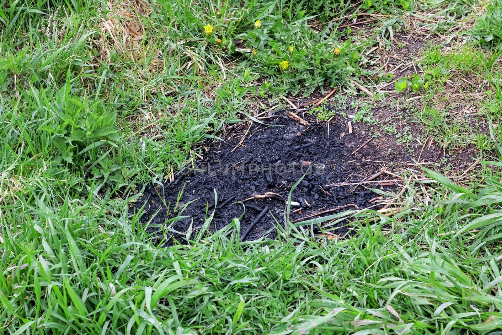 Trail of the fire on the green grass close up