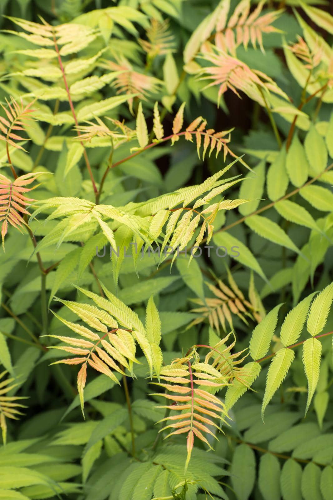 Beautiful background from green-red leaves. Abstraction from greening plants. Backdrop, substrate, texture for postcards, presentations, screensavers, captions, inscriptions or desktop wallpaper.