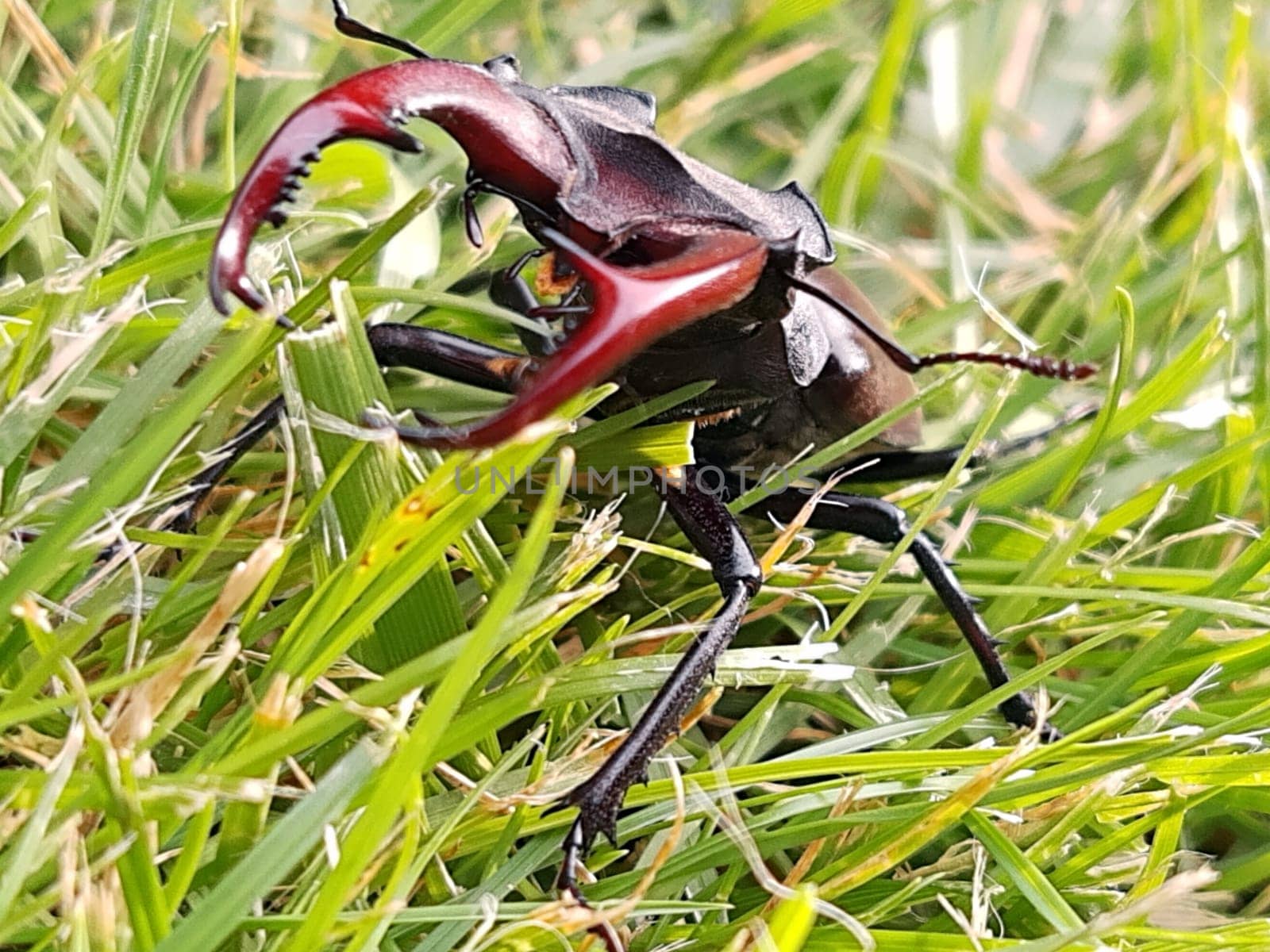 Stag beetle (lat. Lucanus cervus) is a large beetle of the genus Lucanus in the family of stag beetles against the background of green grass close-up.