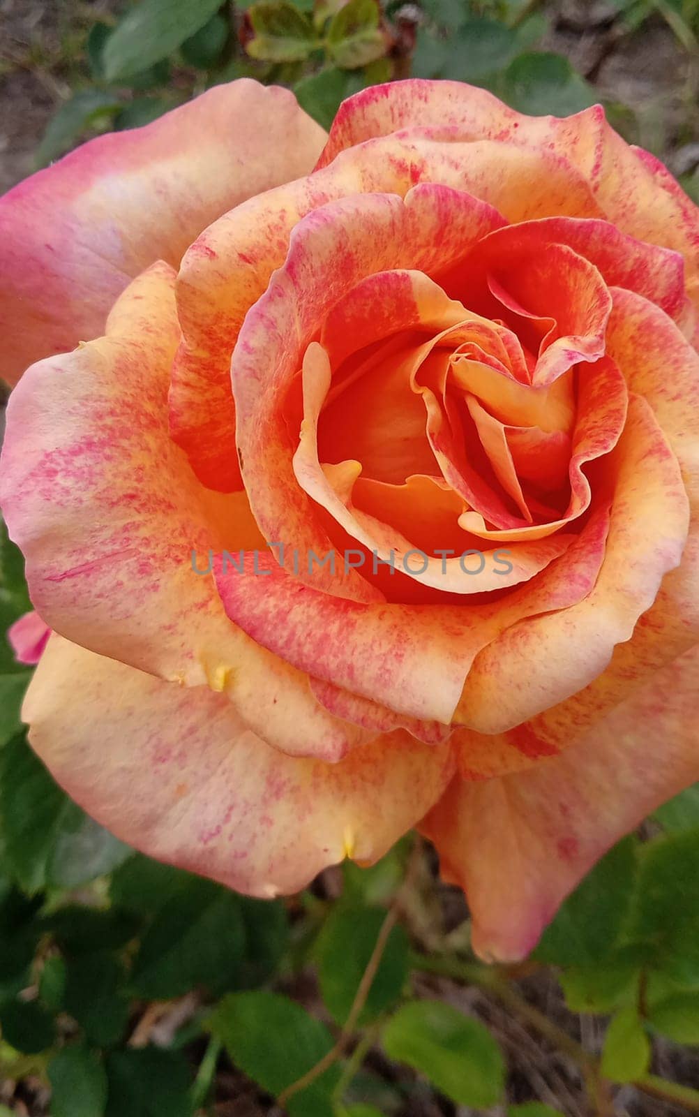 Blooming red and orange color rose in the garden. Concept for love, passion, and romance.