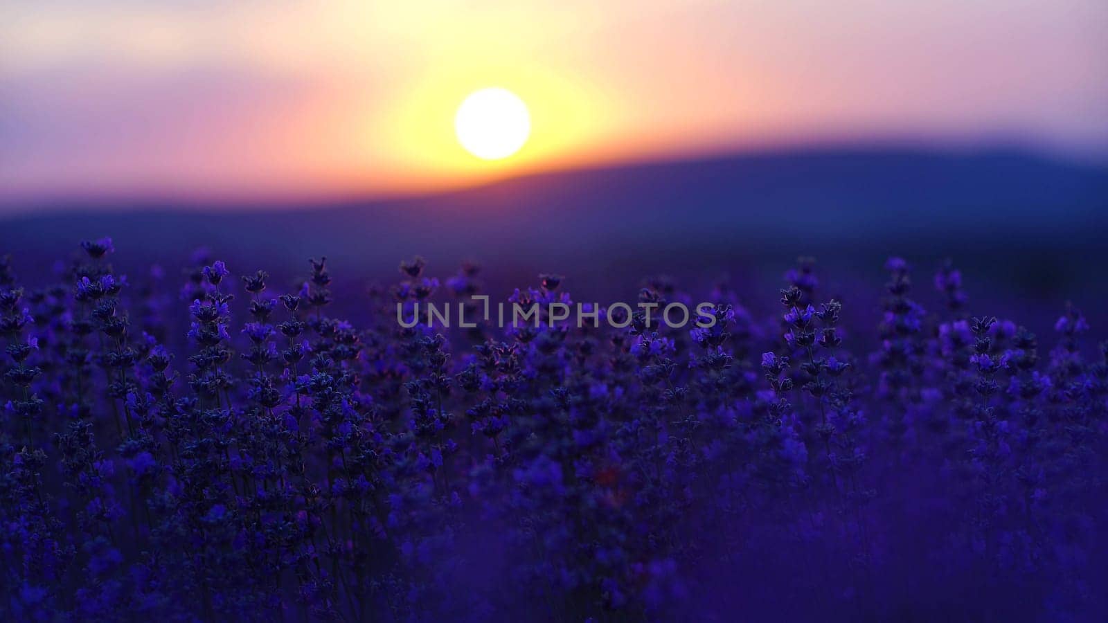 Lavender field at sunset. Blooming purple fragrant lavender flowers against the backdrop of a sunset sky.