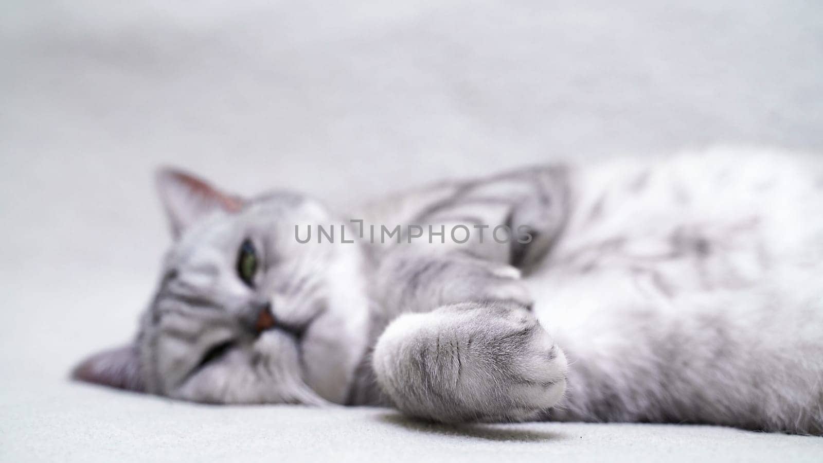 Scottish straight cat lies on his back. Cat upside down. Close up white cat face. by Matiunina