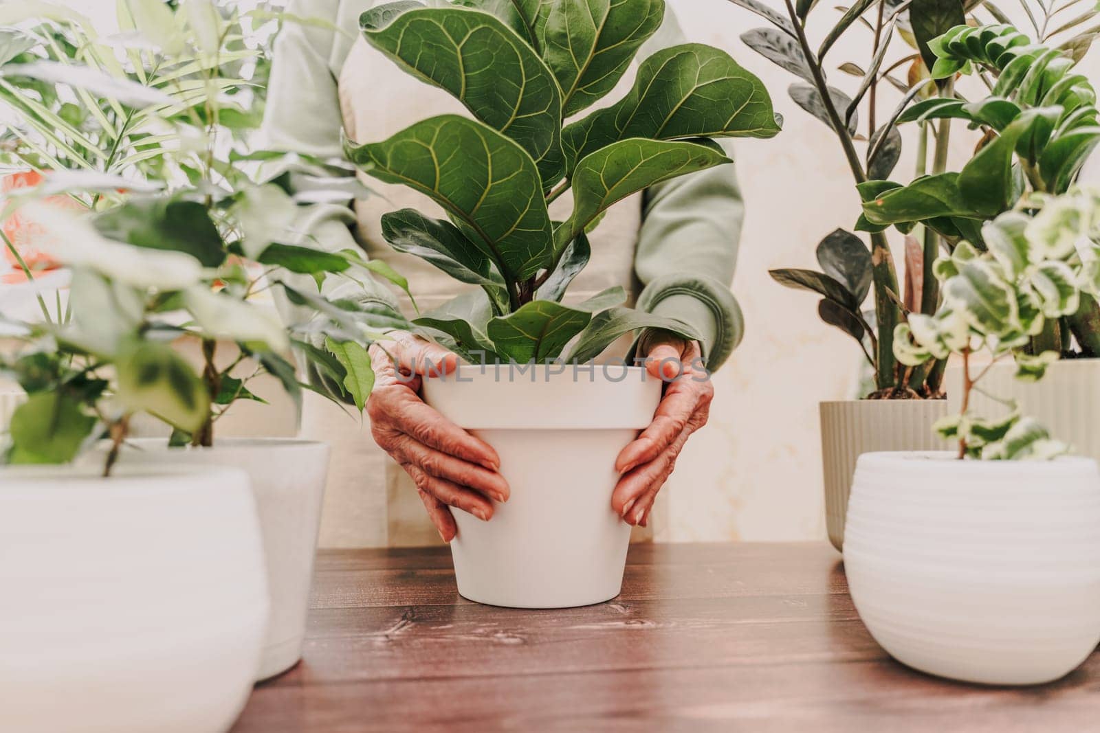 Home gardening, ficus lyrata hobby, freelancing, cozy workplace. Grandmother gardener housewife in an apron holds a pot of ficus lyrata in her hands by Matiunina