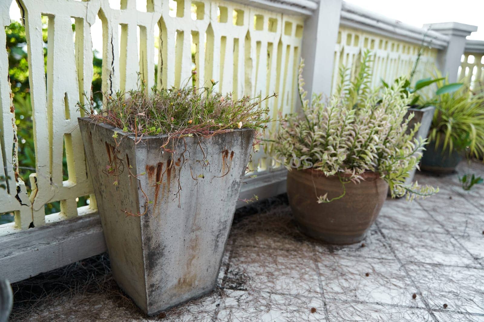 Unmaintained concrete pots with plants on the outdoor terrace.