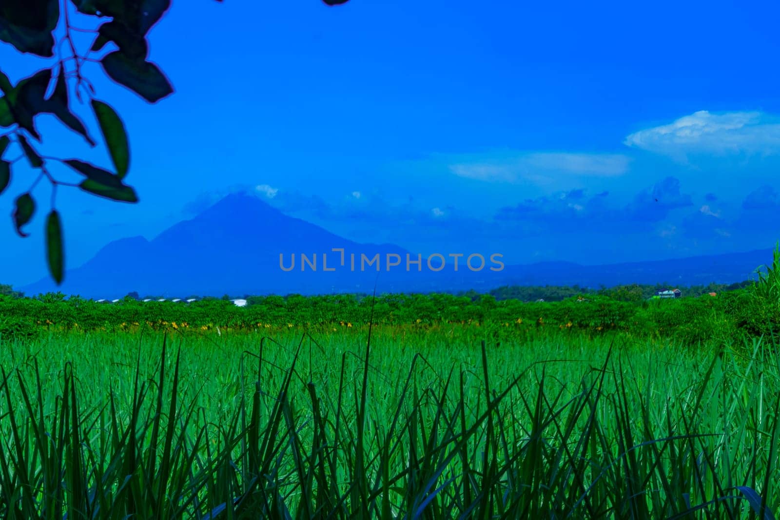 Landscape of mountains and grass in tree framing. Selective focus.