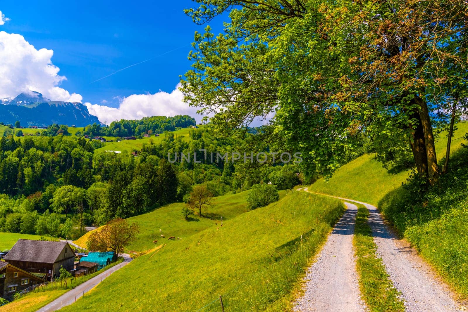 Road among green fields Grabs, Werdenberg, St. Gallen Switzerland.