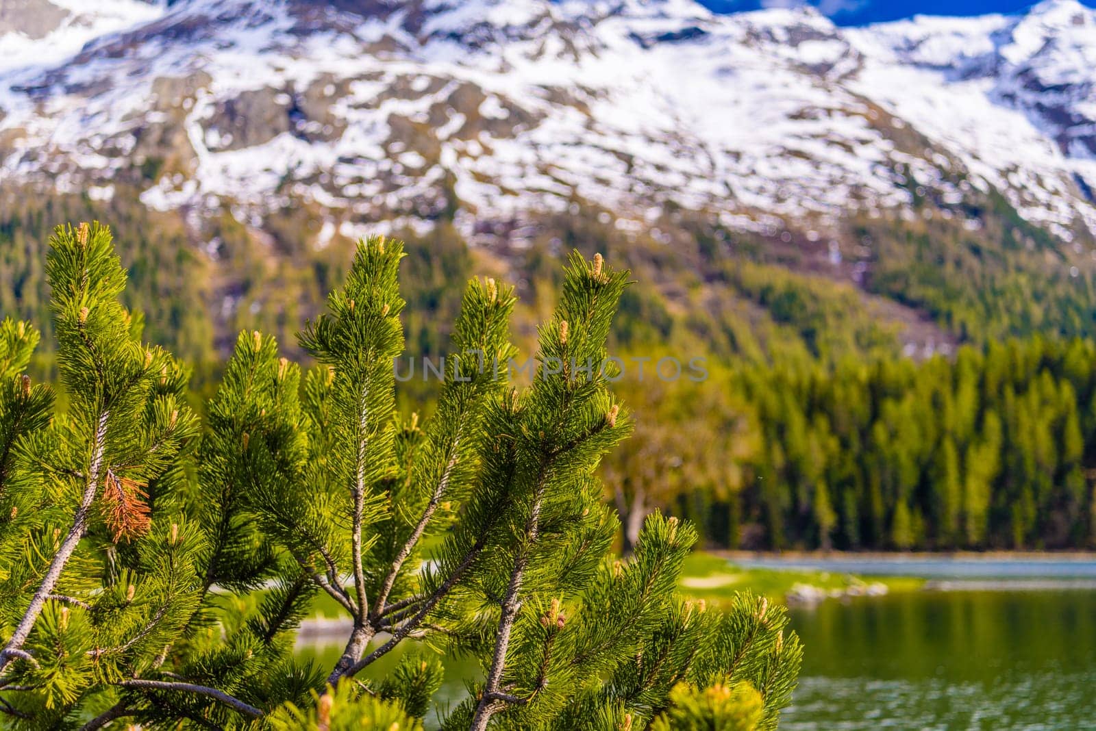 Pine branch with a crystal blue Lake St. Moritz and snowy mountains in the background, Sankt Moritz, Maloja Grisons Switzerland by Eagle2308