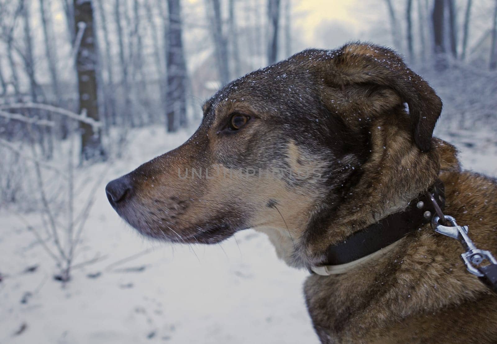 Portrait of a cross breed dog in the snow. Background: a wood in Germany