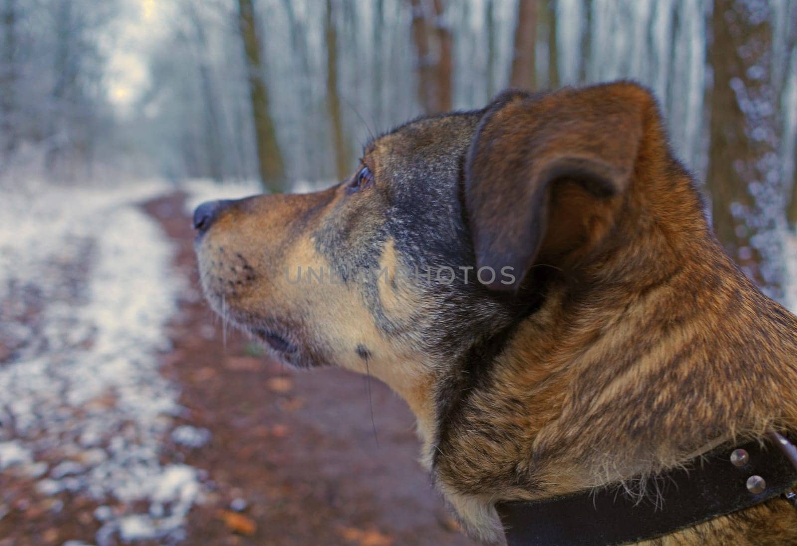 Portrait of a mongrel dog who is full of attention to a sound in the woods. It has snowed