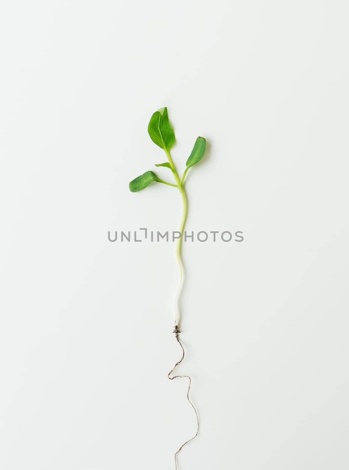 Small pepper seedling, green seedling isolated on white background pulled from the ground. Preparation for disembarkation