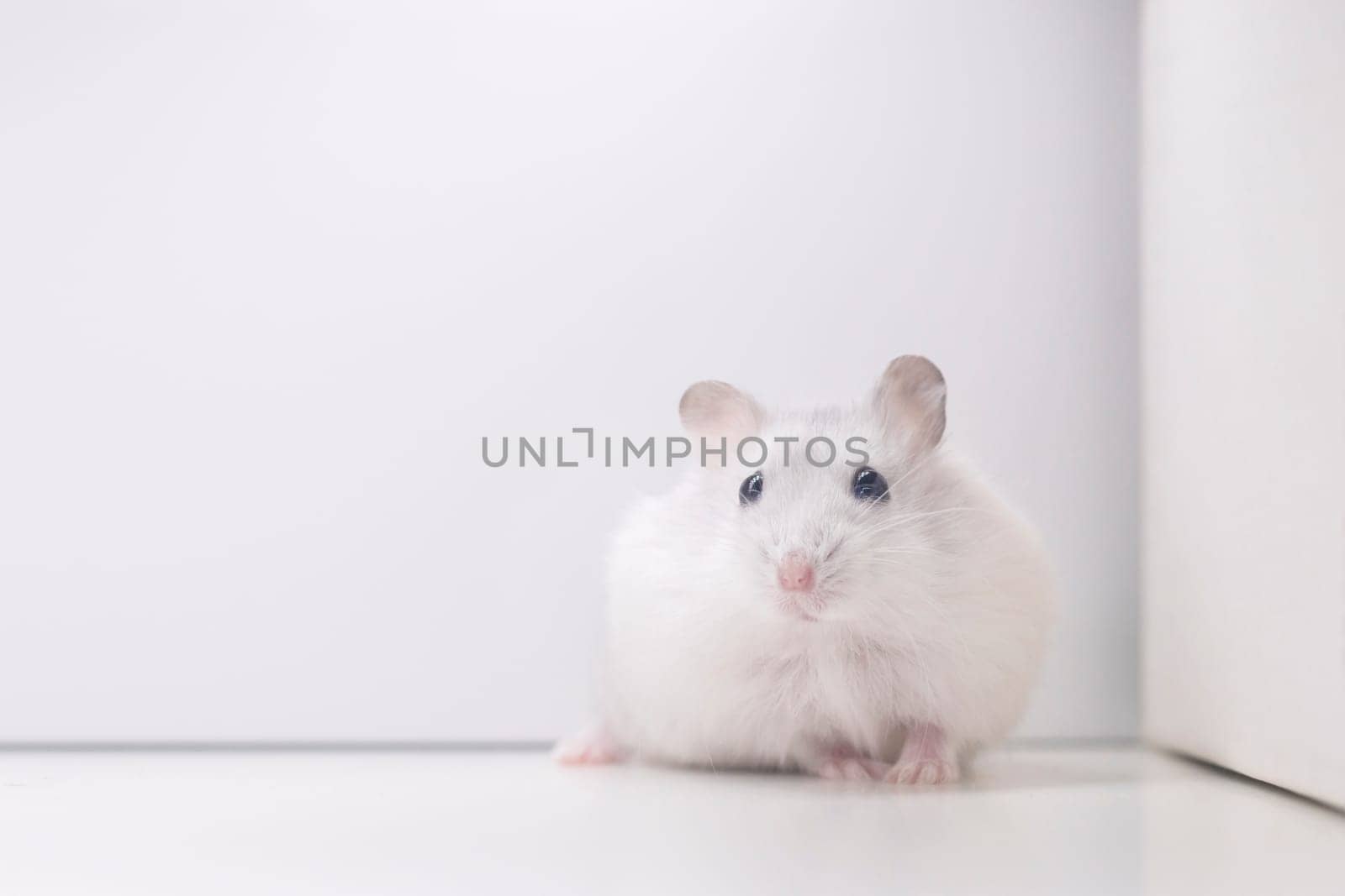 cornered white hamster on a white background by drakuliren