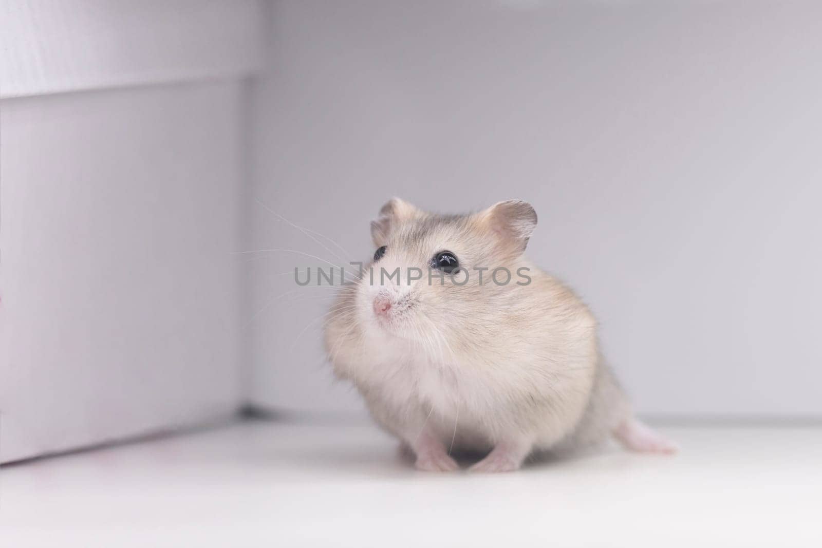 peach hamster looking up on a white background, pets