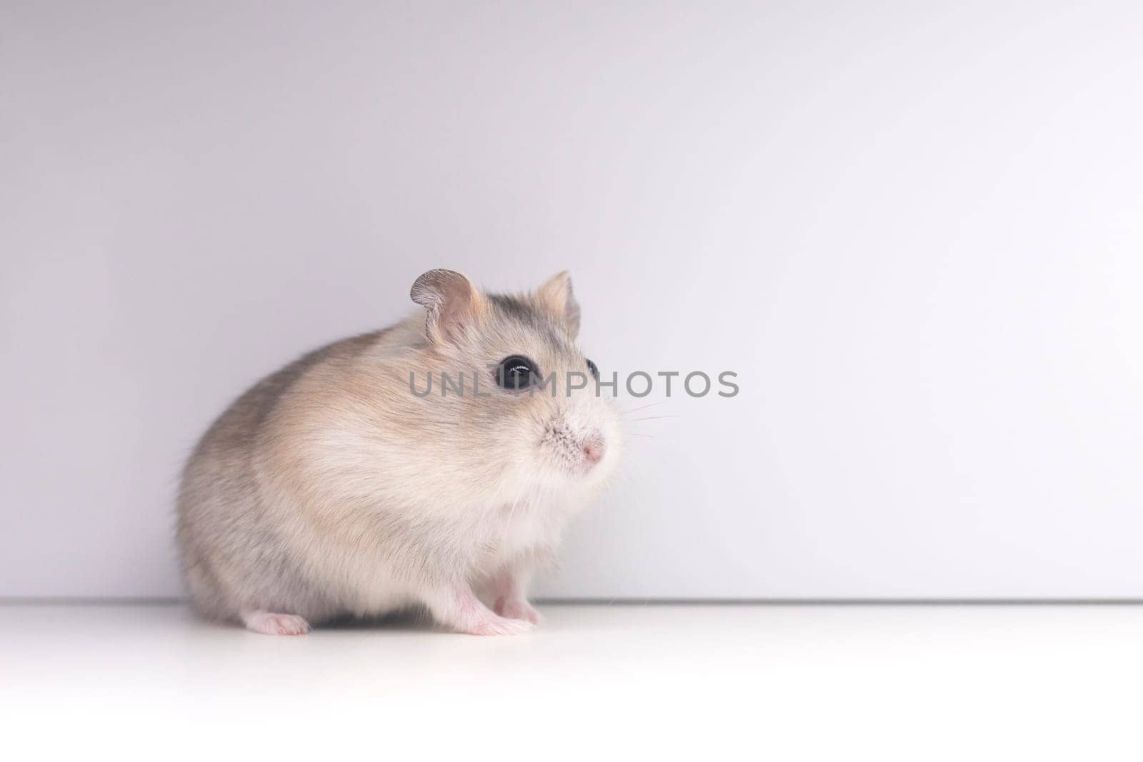 peach hamster on white background by drakuliren